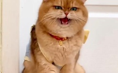 久久精品天天爽夜夜爽